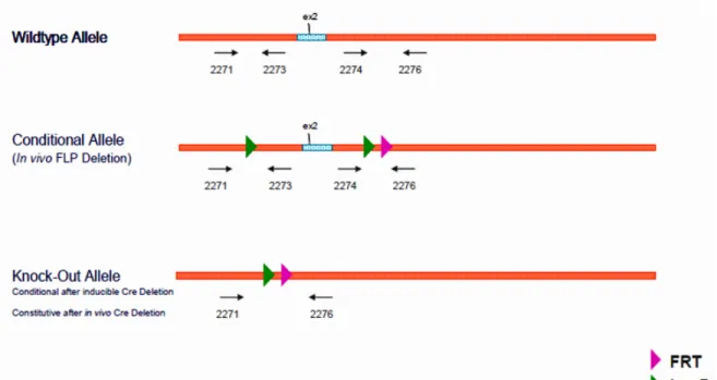 Figure 7: Genotype strategy for AP2-KO mice.  