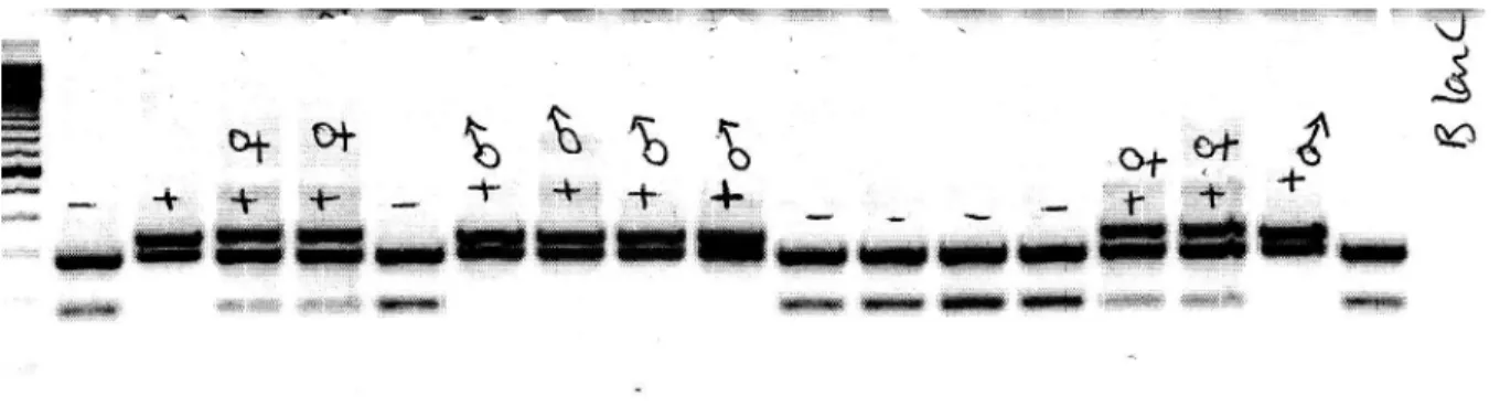Figure 9: A gel image for the (P)RR loxP genotyping PCR. 