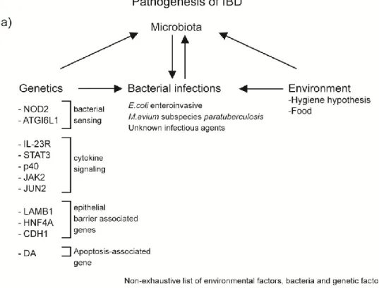 Figure 1: Pathogenesis of IBD 