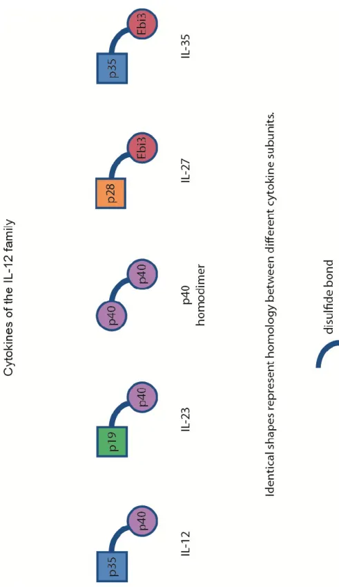 Figure 3 : Cytokine structure 