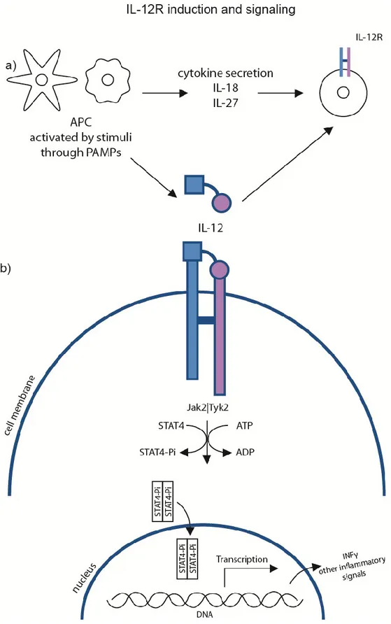 Figure 5: IL-12R induction and signaling cascade 