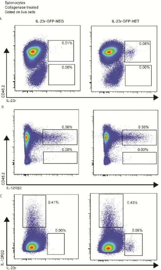 Figure 8: IL-23r and IL-12Rβ2 are of hematopoietic origin, are expressed in naïve mice  and are not co-expressed 