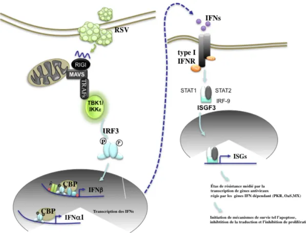 Figure 1-8 : Cascade des IFNs 