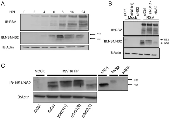 Figure 3-1 : Revue et analyse de l'expression de NS1 et NS2 lors d'une infection par le RSV  A :  Des  cellules  A549  ont  été  infectées  avec  du  RSV  à  un  MOI  de  3  pour  les  temps  indiqués (HPI)