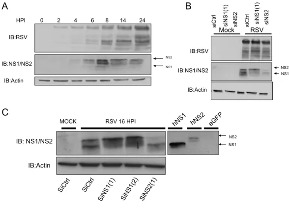 Figure 3-1 : Revue et analyse de l'expression de NS1 et NS2 lors d'une infection par le RSV  A :  Des  cellules  A549  ont  été  infectées  avec  du  RSV  à  un  MOI  de  3  pour  les  temps  indiqués (HPI)