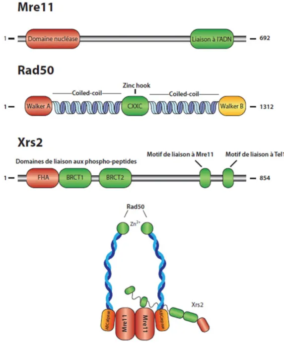 Figure 1. Les composants et la structure proposée du complexe  