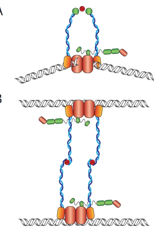 Figure 2. Conformations adoptées par le complexe MRX
