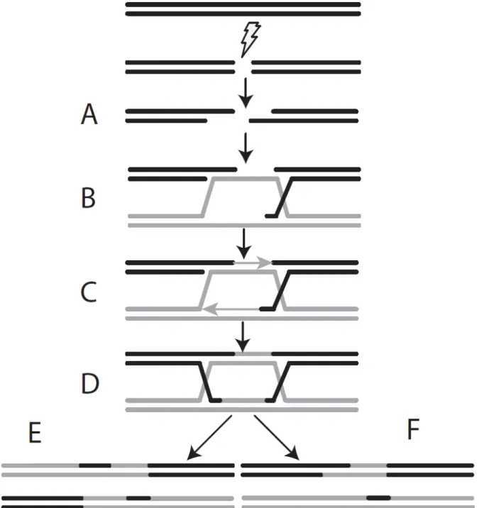 Figure 3. Schéma explicatif du processus de recombinaison homologue