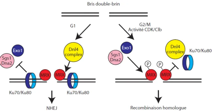 Figure 4. Modèle du mécanisme moléculaire de la phosphorylation du  complexe MRX par Cdk 