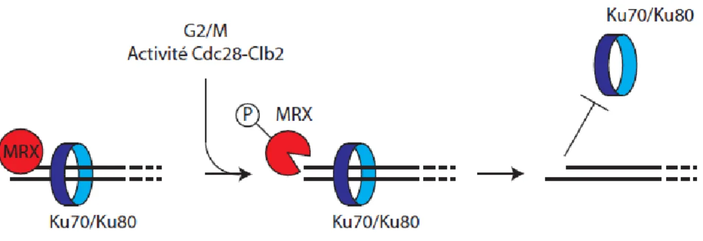 Figure 5. Mécanisme proposé de la dissociation du complexe Ku70/Ku80 en  phase G2/M du cycle cellulaire 