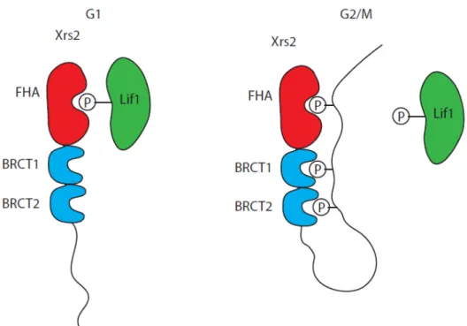Figure 6. Modèle du repliement intramoléculaire de Xrs2 