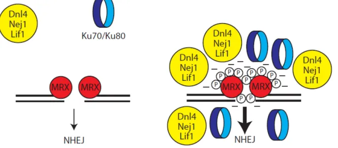 Figure 7. Augmentation de la concentration effective des facteurs de JENH  par l’hyper-phosphorylation du complexe MRX