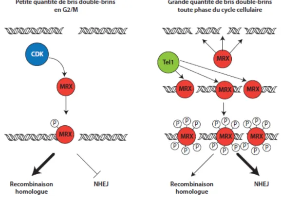 Figure 8. Modèle du rôle de la phosphorylation du complexe MRX dans le  choix des voies de réparation 