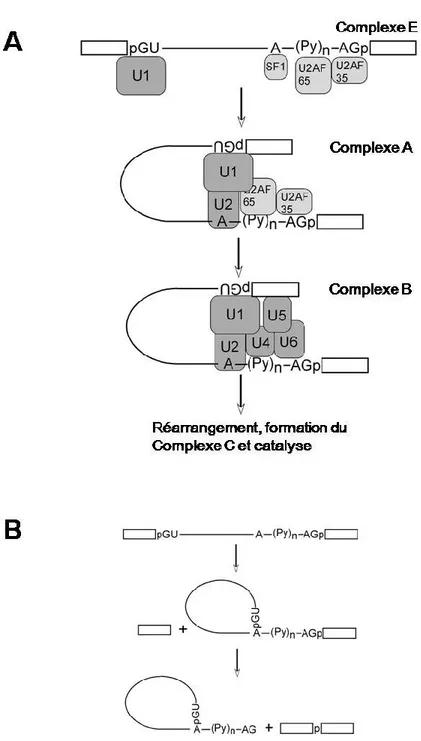 Figure  1:  Représentation  schématique  du  processus  d'épissage  d'ARNm.  A)  Étapes  d'assemblage  du  spliceosome