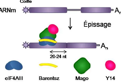 Figure  2:  Déposition  d'un  EJC sur  un  ARNm  épissé.  Le  complexe  de  base  est  un  hétérotétramère formé des protéines  eIF4AIII, Barentsz, Mago et  Y14 qui  est  assemblé à  une distance de 20 à 24 nucléotides en amont d'une jonction exon-exon