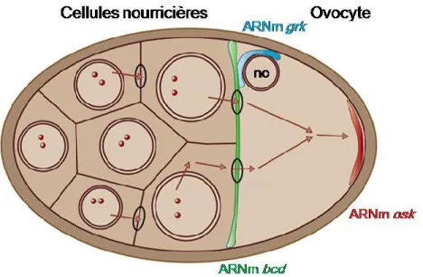 Figure  4:  Localisation  d'ARNm  de  déterminants  maternaux  dans  l'ovocyte  de  drosophile