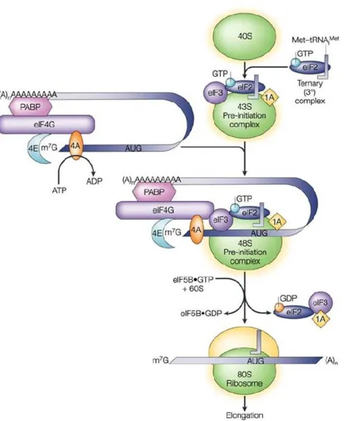 Figure 5: Initiation de la traduction chez les eucaryotes. Le complexe ternaire formé d'une  molécule de GTP, d'eIF2 et  de l'ARNt-méthionine initiateur s'associe  à la sous-unité 40S  avec  eIF3  et  eIF1A  pour  générer  le  complexe  de  pré-initiation 