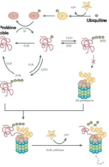 Figure  9:  Représentation  schématique  du  système  ubiquitine-protéasome.  L'ubiquitine  est  d'abord couplée à une E1 ubiquitine ligase par un mécanisme qui requiert la consommation  d'une molécule d'ATP, avant d'être transférée à une ubiquitine ligase