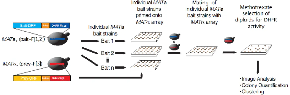 Figure 2 : In vivo PCA screen of the yeast protein interaction network. 