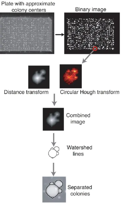 Figure 3 : Automated extraction of colony intensities on plates. 
