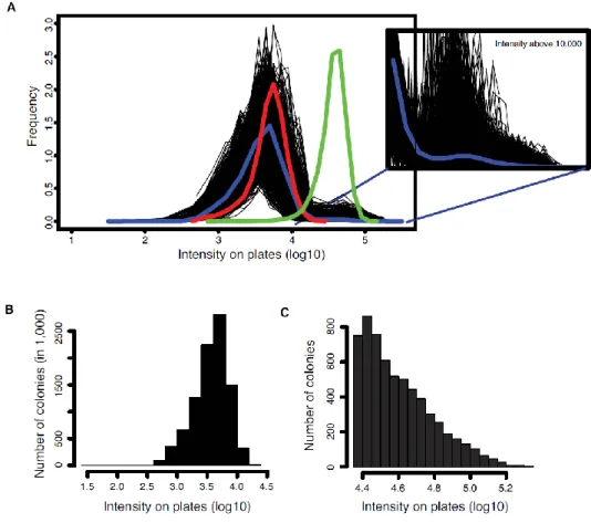 Figure 4: Distribution of colony intensities on plates. 