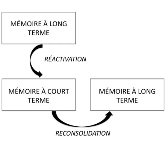 Figure 3. Schéma illustrant le processus de la reconsolidation de la mémoire  Une fois consolidé en mémoire à long terme, le rappel d’un souvenir le rend actif à  nouveau (réactivation) en système de mémoire à court terme, où il devient modulable  avant de
