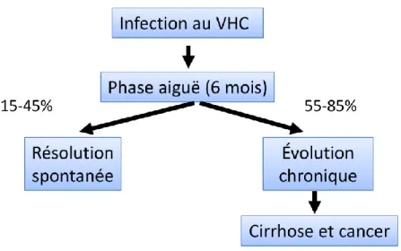 Figure 2 : Évolution de l’infection par le VHC. 