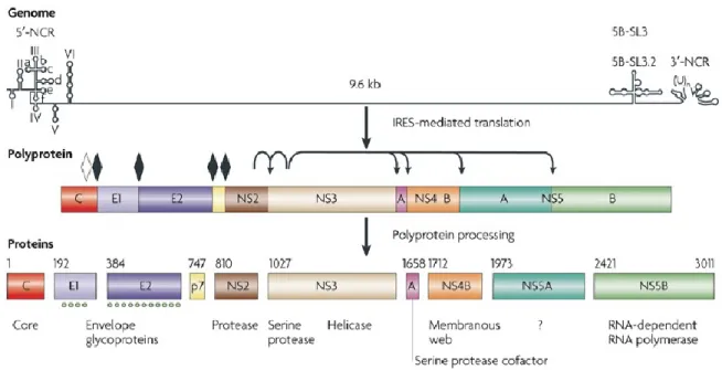 Figure 3 : Les protéines structurales et non structurales du VHC. 