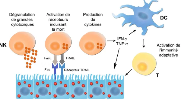 Figure 5 : Fonctions des cellules NK 
