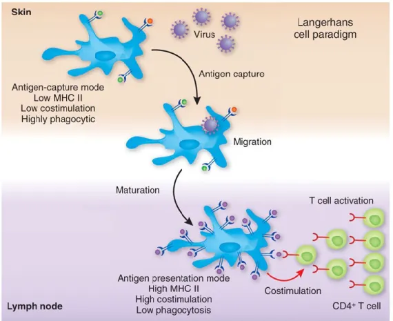 Figure 7 : Présentation de peptides antigéniques aux lymphocytes T par les DC. 