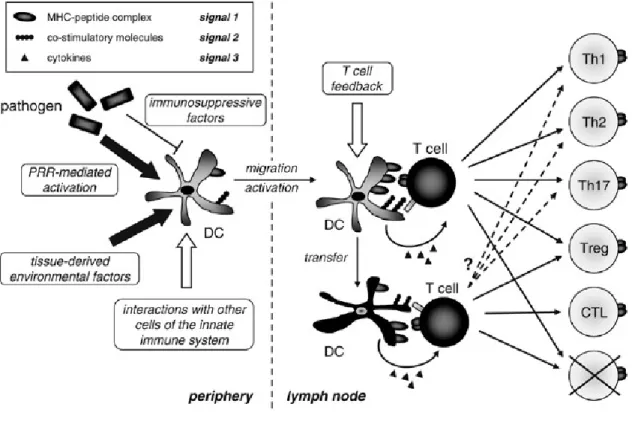 Figure 9 : Différentiation de lymphocytes T naïfs en différentes sous-populations de cellules  effectrices