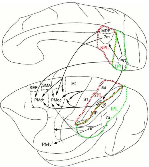 Figure  4.    The  parietofrontal  network:  a  summary  of  connectivity  from  posterior  parietal cortex primarily to PMd and M1