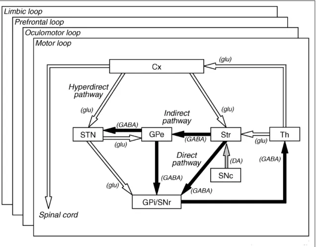 Figure  6.  Basic  circuitry  of  the  basal  ganglia.  This  diagram  includes  the  Cx–STN– GPi/SNr  hyperdirect,  Cx–Str–GPi/SNr  direct,  and  Cx–Str–GPe–STN–GPi/SNr  indirect  pathways