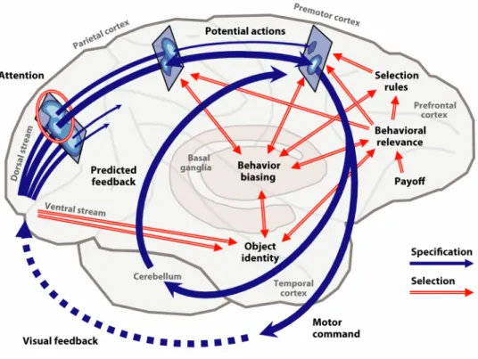 Figure  7.  Sketch  of  the  proposed  neural  substrates  of  the  affordance  competition  hypothesis, in the context of visually guided movement