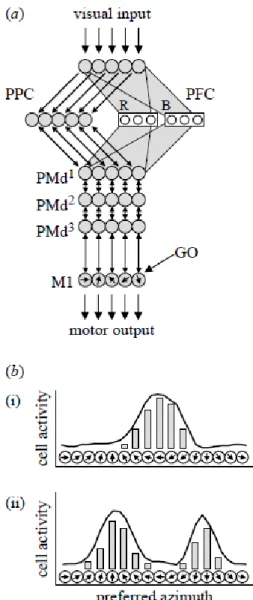 Figure  8.  Computational  model.  A.  Each  neural  layer  is  depicted  by  a  set  of  circles  representing  cells  with  different  preferences  for  a  movement  parameter  (e.g