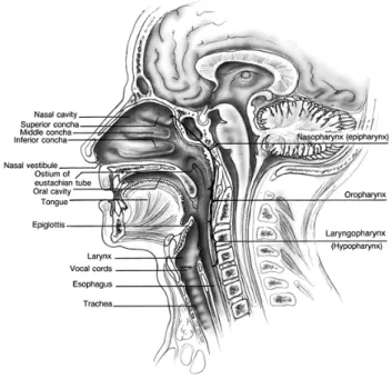Figure 2 : Relation entre les différents sites anatomiques de la tête et du cou. Tiré de :Bailey B., Head and Neck  Surgery – Otolaryngology