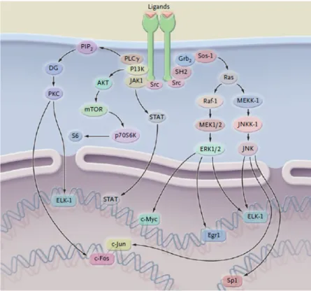 Figure 5 : Voies de signalization de EGFR. Tiré de : Haddad, R. I. and D. M. Shin (2008)