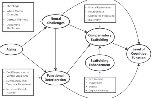Figure 5. A conceptual model of the scaffolding theory of aging and cognition (STAC). 