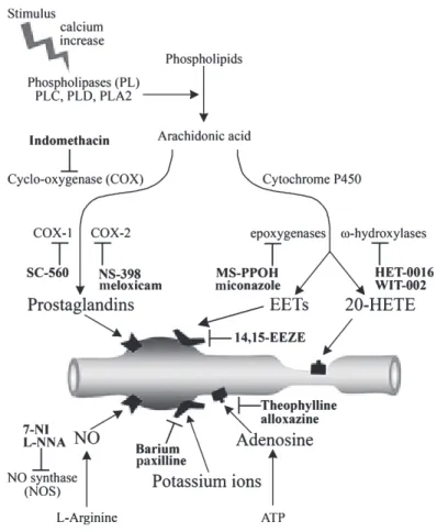 Figure 4 Schematic representation of mediators of the neuro- neuro-vascular coupling response and of pharmacological blockers of these pathways