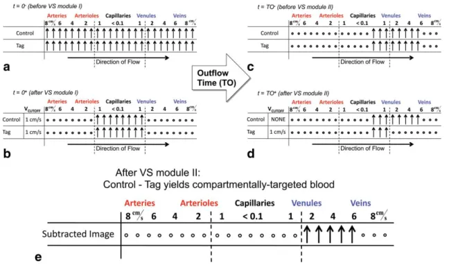 FIG. 4. Idealized cartoon of venular blood signal targeting in QUIXOTIC approach, as told via spin configuration throughout the experi- experi-ment