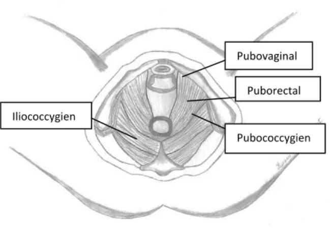 Figure 2 : Vue schématique du dessous, du plan profond des muscles du plancher pelvien, les releveurs de l’anus de la  femme 6