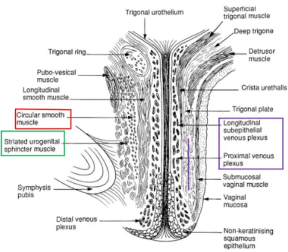 Figure 3 : Vue sagittale de l’urètre de la femme; Composantes du système de fermeture sphinctérien : muscles striés de  l’urètre ,  les muscles lisses de l’urètre  et les  éléments vasculaires de la muqueuse 7
