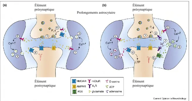 Figure 5. La synapse tripartite. a) Élément neuronal présynptique (1), libère du glutamate 