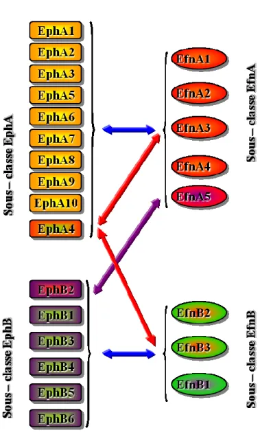 Figure  6.  Classes  structurelles  des  récepteurs  Eph  et  éphrines  et  leurs  sélectivités  de  liaison