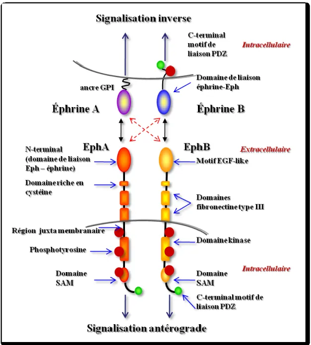 Figure  7.  Représentation  schématique  des  structures  protéiques  des  Eph  et  des  Efn
