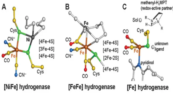 Figure 7. Structure of active sites of the three classes of hydrogenases. [NiFe]-