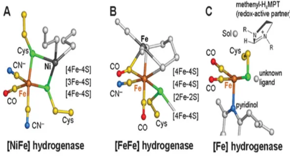 Figure 7. Structure of active sites of the three classes of hydrogenases. [NiFe]-