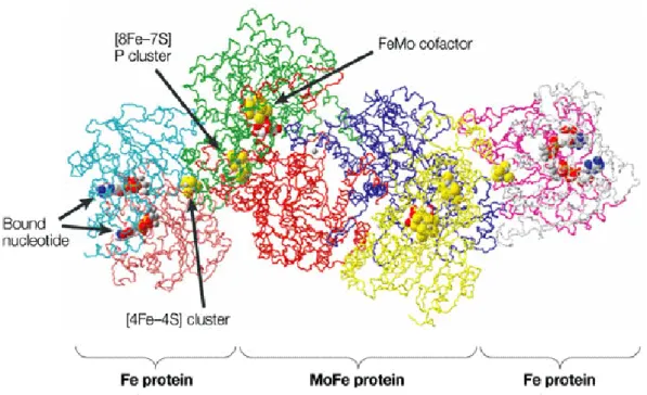 Figure 9. Structure of nitrogenase enzyme. Nitrogenase is a protein complex that 
