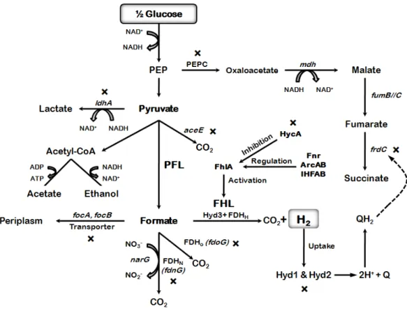 Figure 10.  Metabolic engineering possibilities to enhance hydrogen production  in E. coli