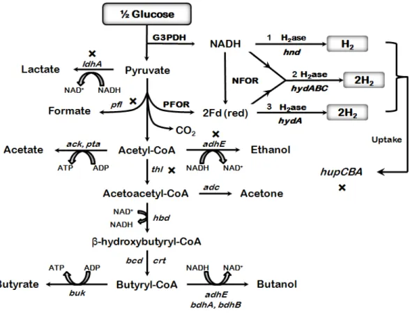 Figure 11. Metabolic engineering possibilities to enhance hydrogen production  in Clostridia